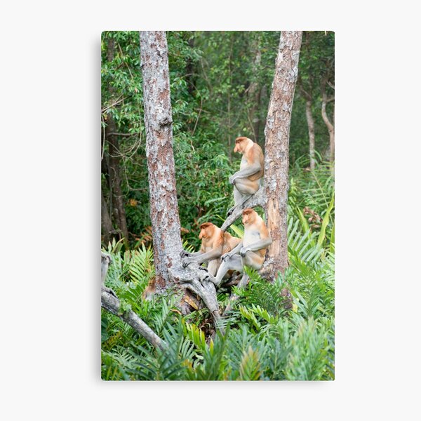 Proboscis Monkey group Metal Print