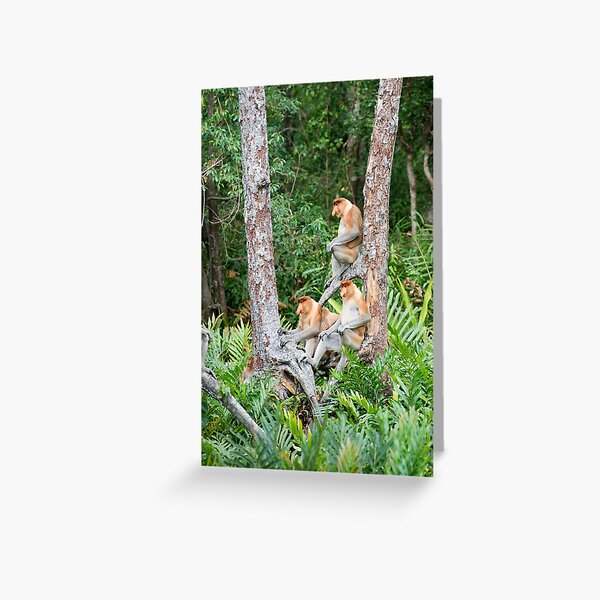 Proboscis Monkey group Greeting Card