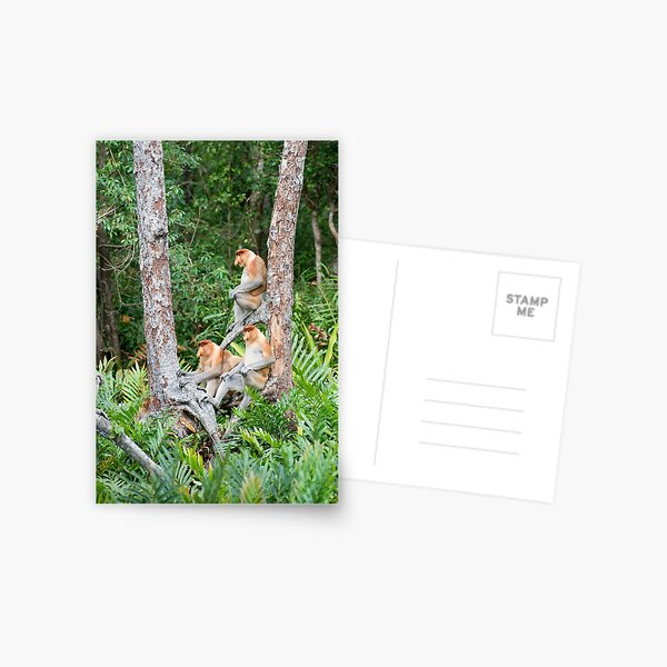 Proboscis Monkey group Postcard