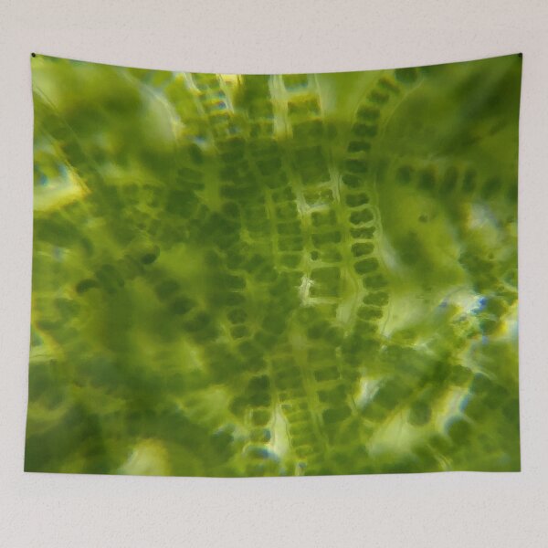 Item preview, Green Microscopic Seaweed designed and sold by softbluehum.