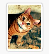 male cat Sticker