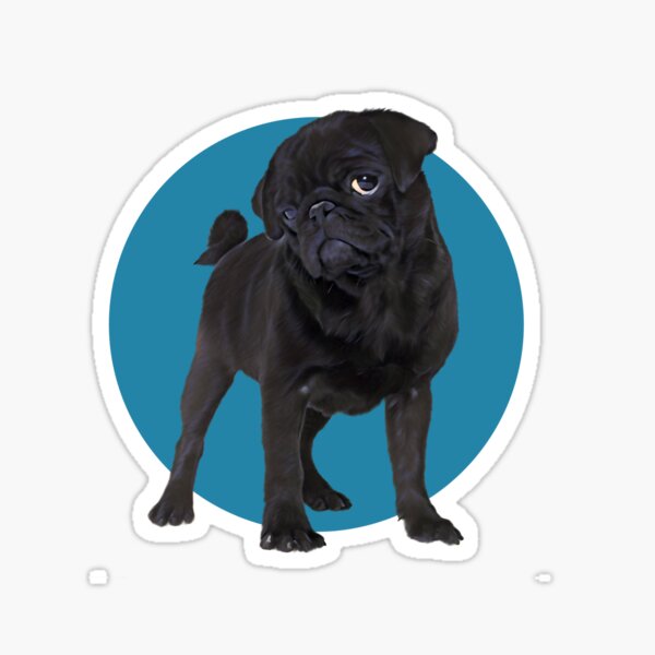 Cute pug on blue background graphic design Sticker