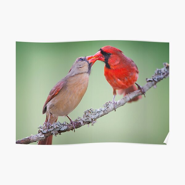 Kissing Cardinals Poster