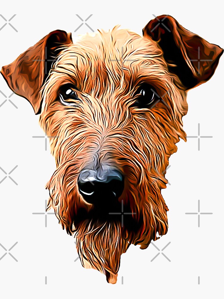 Irish Terrier 