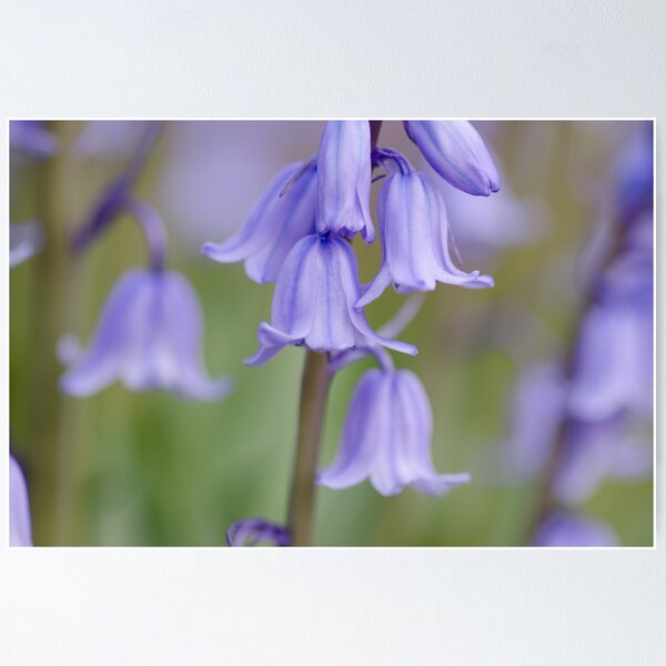 Artikelvorschau, Bluebells entworfen und verkauft von StephenJSmith.