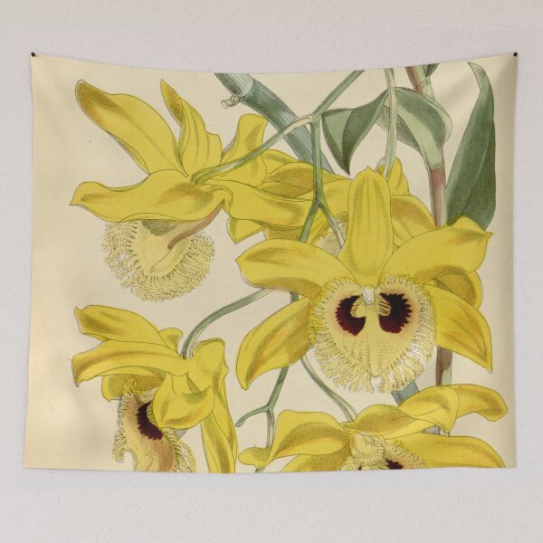 Item preview, Dendrobium hookerianum designed and sold by EsotericBotanic.