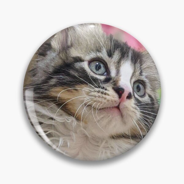 Item preview, Fluffy ragdoll Norwegian forest kitten designed and sold by Fluffycat2020.