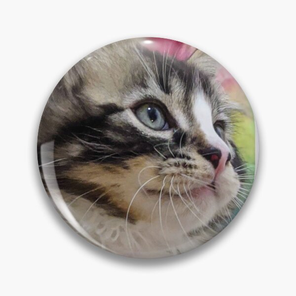 Item preview, Fluffy ragdoll Norwegian forest kitten designed and sold by Fluffycat2020.