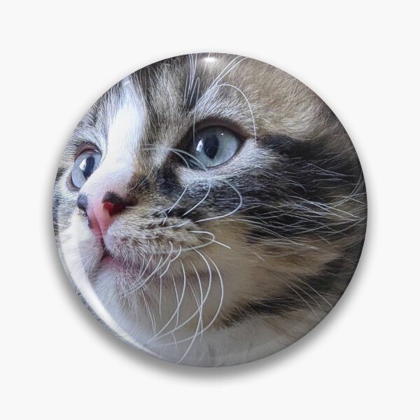 Item preview, Fluffy ragdoll Norwegian forest kitten designed and sold by Fluffycat2020.