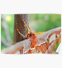 Atlas Moth Poster