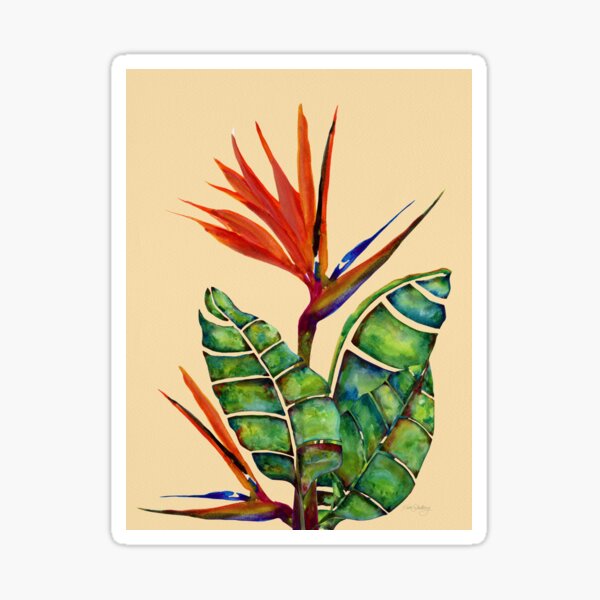 Artikel-Vorschau von Aquarell Paradiesvogel – Creme von Linda Sholberg, designt und verkauft von Linda Sholberg.
