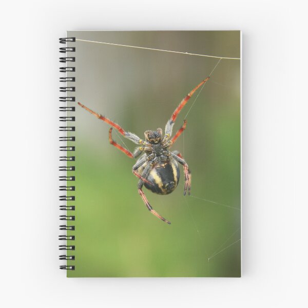 Item preview, Belly of an Orb Weaver Spider designed and sold by rhamm.