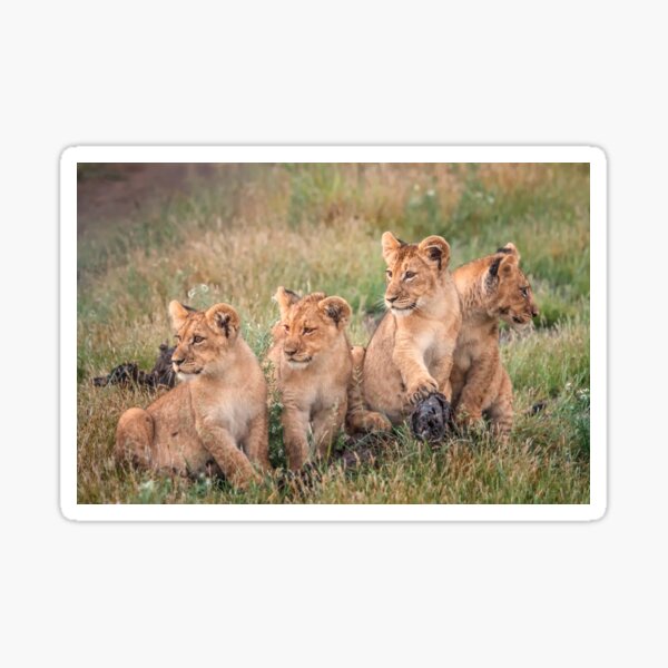 Four cubs Sticker
