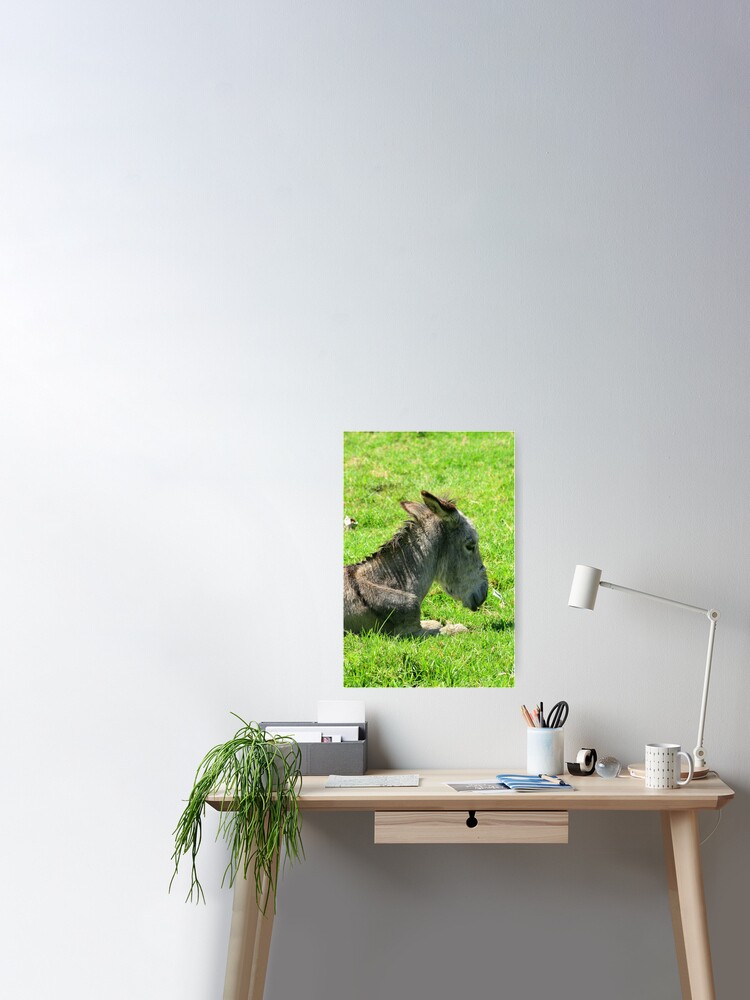 Front Of A Donkey Laying Down Poster By Rhamm Redbubble