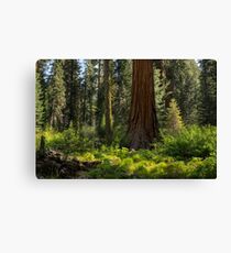 Among Giants Canvas Print