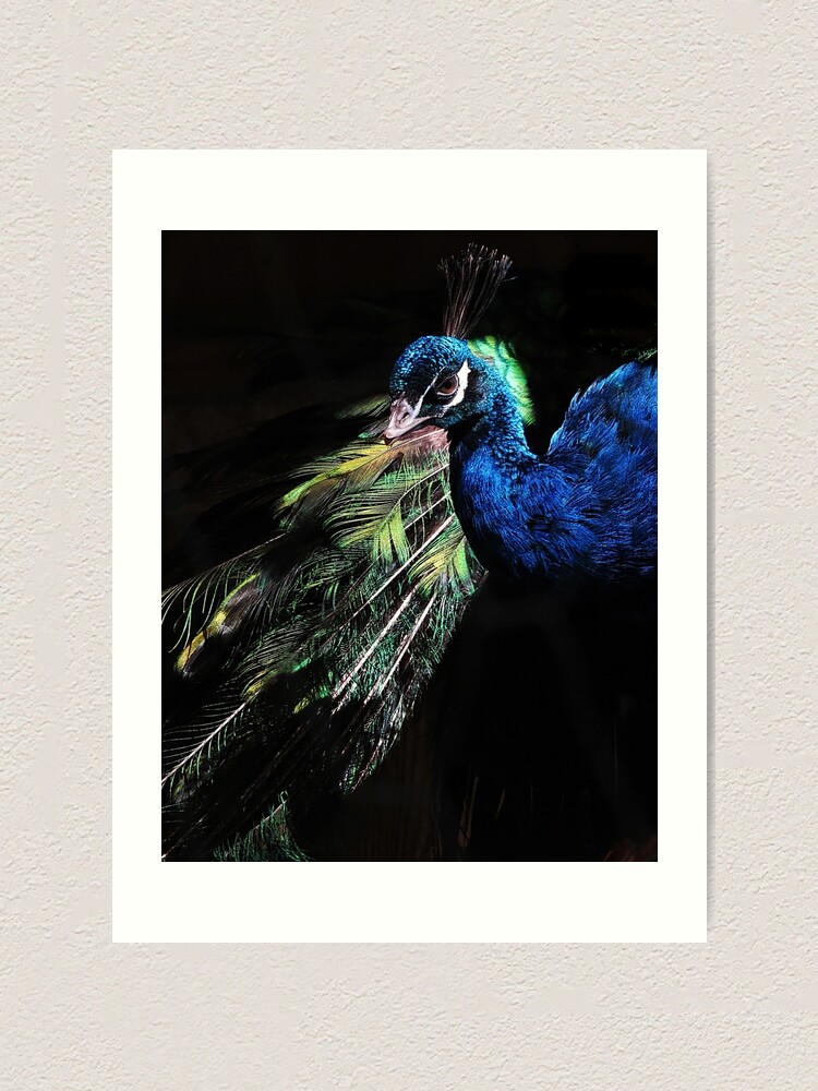 20+ Flannery O&#039;connor Peacock Background