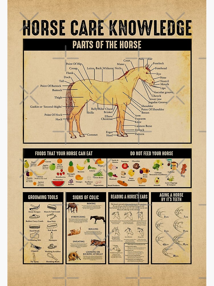 "HORSE CARE KNOWLEDGE" Poster by KDrescher Redbubble