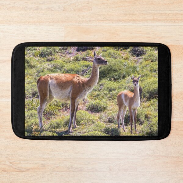 Item preview, Guanaco near Torres der Paine - Chile designed and sold by holgermader.