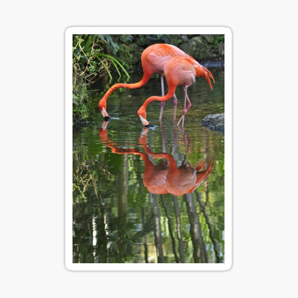 Flamingoes, As Is Sticker