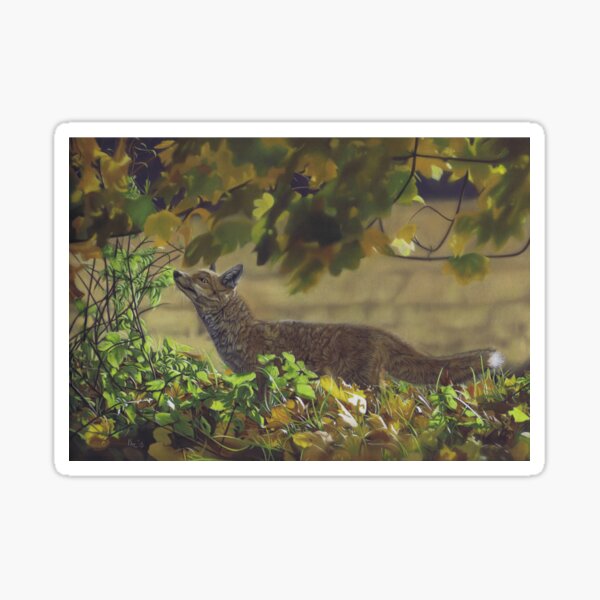 Red Fox in a field Sticker