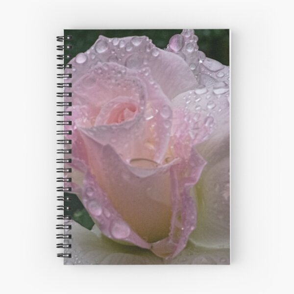 Item preview, Wet rose Leith Park Victoria 20160218 6606 designed and sold by Fred Mitchell.