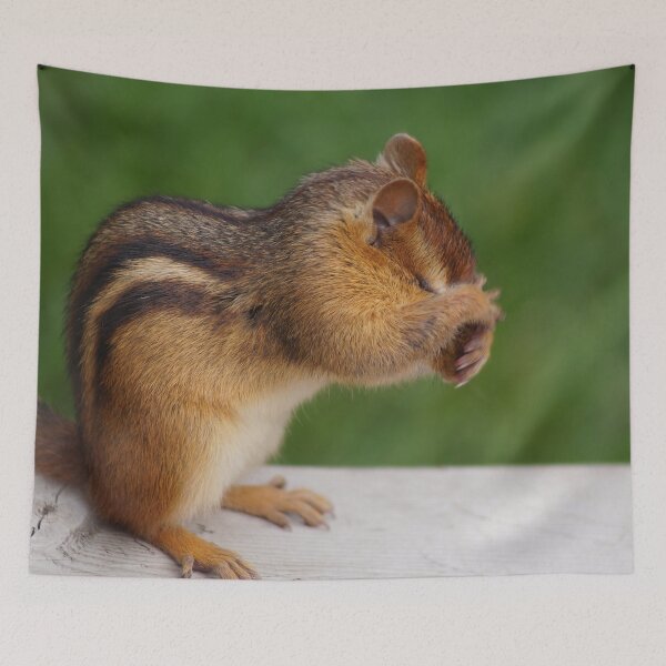 Item preview, Chipmunk Cleaning His Face designed and sold by cherylorraine.