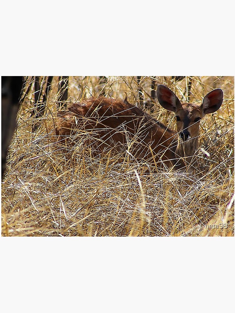 Springbok in the Tall Grass Jigsaw Puzzle sold by Badger Unusual Gujarati SKU 89167527
