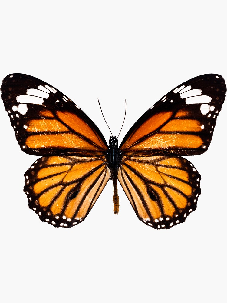 Artwork view, Monarch butterfly sticker designed and sold by SouthPrints