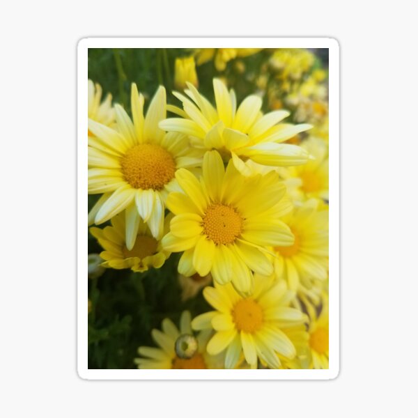 Yellow Daisies Sticker