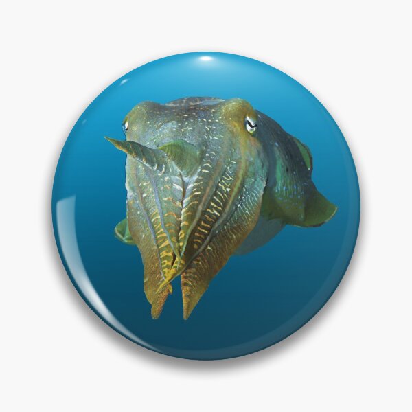 Tintenfisch | Farbenspiel auf blauem Hintergrund | Button