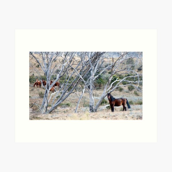 Item preview, High Country Brumby's designed and sold by Raquel O'Neill.
