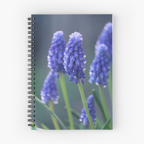Item preview, Beautiful Blue Muscari Flowers designed and sold by Imladris01.
