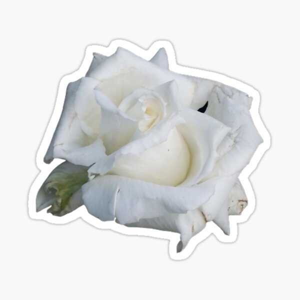 White Rose Sticker