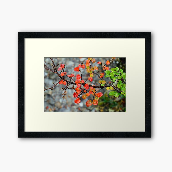 Fagus Framed Art Print