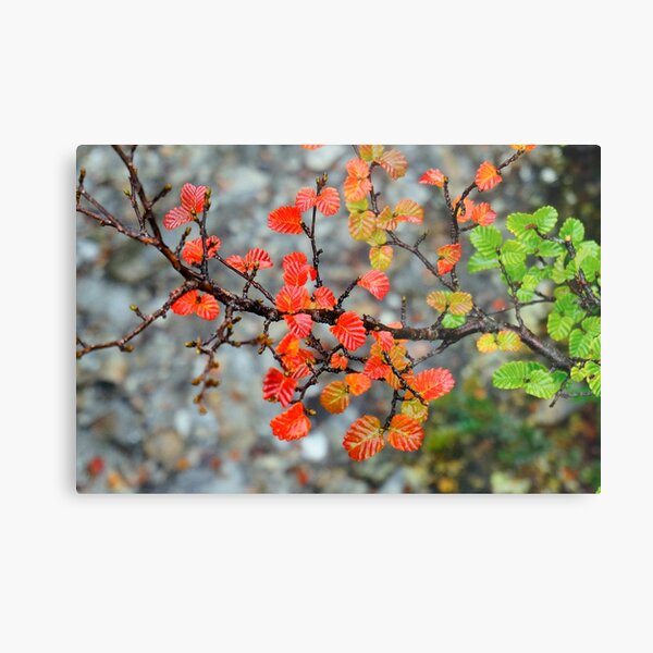 Item preview, Fagus designed and sold by Harry Oldmeadow.