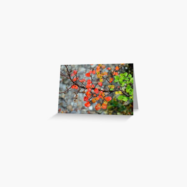 Fagus Greeting Card