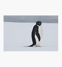 Penguin stare Photographic Print