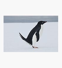 Penguin Pooping Photographic Print