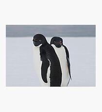 Penguin Pair Photographic Print