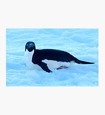 Penguin 1 Photographic Print