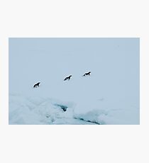 Penguin Chase Photographic Print