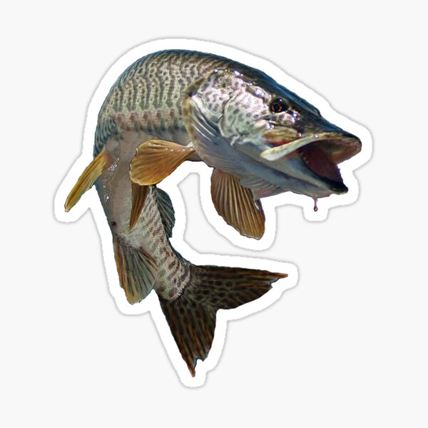Ice Fishing Eat Sleep Ice Fisher Sticker for Sale by liberosis