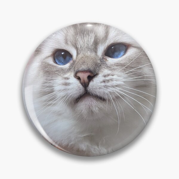 Item preview, Saoirseragdoll, a lynx ragdoll cat like no other designed and sold by Fluffycat2020.