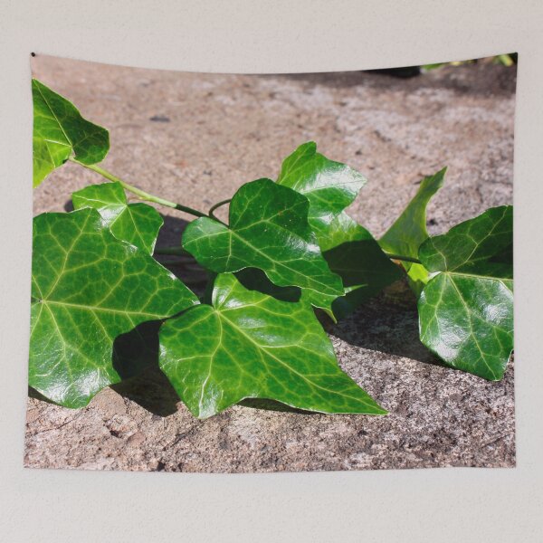Item preview, Green Ivy on a Concrete Background  designed and sold by PrettyLittlePic.