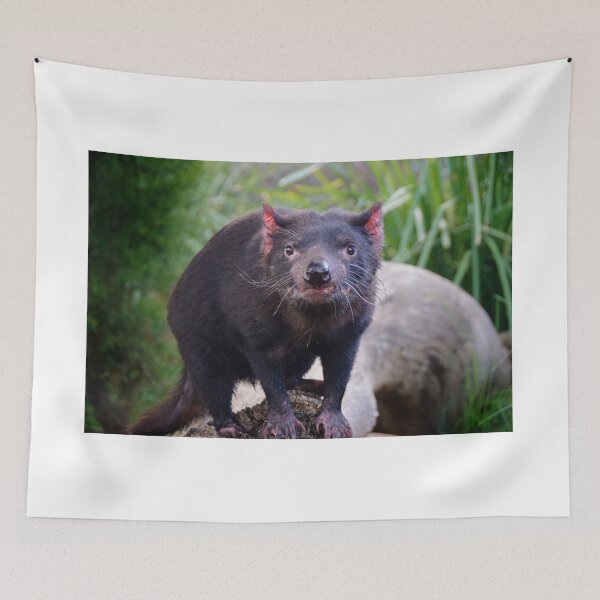 Item preview, Tassie Devil designed and sold by D-GaP.