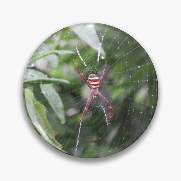 Item preview, Saint Andrew's cross spider after the rain designed and sold by greentiger1.