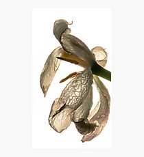 contre-jour of a dead white tulip Photographic Print
