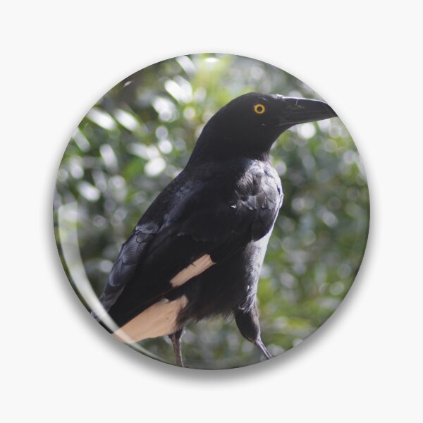 Item preview, A currawong standing on a fence.A currawong standing on a fence. designed and sold by EAnneH.