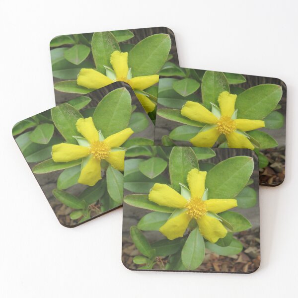 Item preview, Hibbertia flower designed and sold by greentiger1.