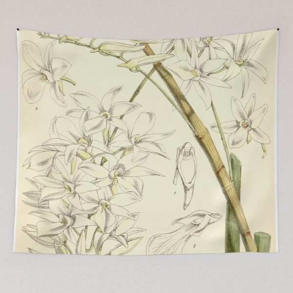 Item preview, Dendrobium barbatulum designed and sold by EsotericBotanic.